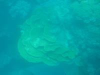 P1030476-Auf Tauchkurs am Great Barrier Reef