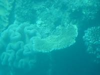 P1030481-Auf Tauchkurs am Great Barrier Reef