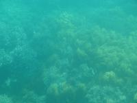 P1030487-Auf Tauchkurs am Great Barrier Reef