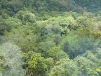 P1030510- Urwald um Cairns