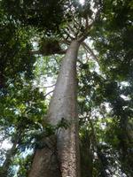 P1030513- Mächtiges Blattwerk im Urwald