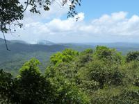 P1030514- Urwald um Cairns