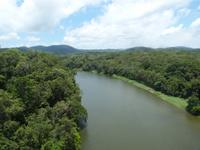 P1030519- Urwald um Cairns