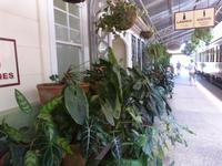 P1030523-Bahnhof von Kuranda