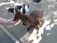 P1030558-Fütterung der Känguruhs