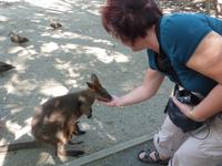 P1030559-Fütterung der Känguruhs