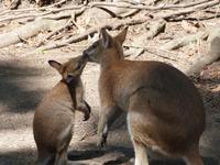 P1030566- einfach süß....