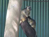 P1030569-Baumkänguruh