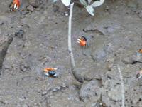 P1030613-Rotarmkrebse