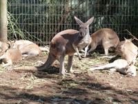 Grosse Australien Rundreise 2013 - Sydney
