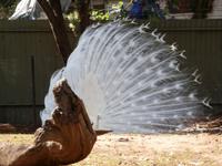 Grosse Australien Rundreise 2013 - Blue Mountains