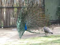 Grosse Australien Rundreise 2013 - Blue Mountains