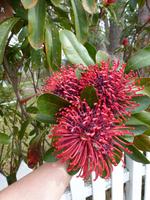 Grosse Australien Rundreise 2013 - Blue Mountains