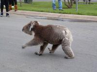 Grosse Australien Rundreise 2013 - Great Ocean Road Victoria