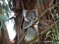 Grosse Australien Rundreise 2013 - Great Ocean Road Victoria