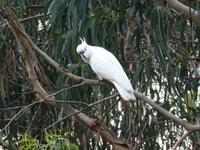 Grosse Australien Rundreise 2013 - Great Ocean Road Victoria