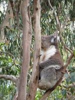 Grosse Australien Rundreise 2013 - Great Ocean Road Victoria