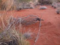 Grosse Australien Rundreise 2013 - Outback Northern Territory Uluru