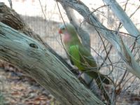 Grosse Australien Rundreise 2013 - Outback Northern Territory Dessert Park