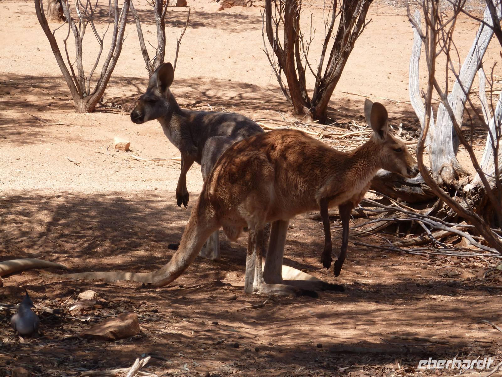 Grosse Australien Rundreise 2013 - Outback Northern Territory Dessert Park