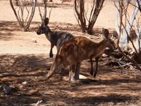 Grosse Australien Rundreise 2013 - Outback Northern Territory Dessert Park