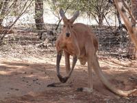 Grosse Australien Rundreise 2013 - Outback Northern Territory Dessert Park