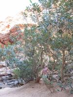 Grosse Australien Rundreise 2013 - Outback Northern Territory 