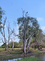 Grosse Australien Rundreise 2013 - Kakadu Nationalpark Northern Territory Yellow Waters