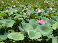 Grosse Australien Rundreise 2013 - Kakadu Nationalpark Northern Territory Yellow Waters