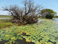 Grosse Australien Rundreise 2013 - Kakadu Nationalpark Northern Territory Yellow Waters