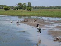 Grosse Australien Rundreise 2013 - Kakadu Nationalpark Northern Territory Yellow Waters
