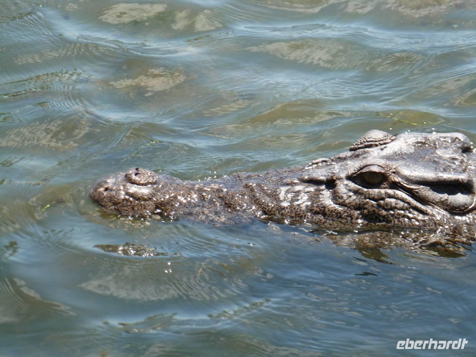 Grosse Australien Rundreise 2013 - Kakadu Nationalpark Northern Territory Yellow Waters