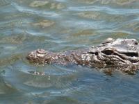 Grosse Australien Rundreise 2013 - Kakadu Nationalpark Northern Territory Yellow Waters