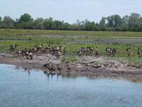 Grosse Australien Rundreise 2013 - Kakadu Nationalpark Northern Territory Yellow Waters
