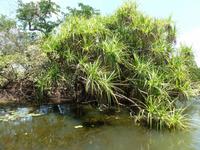 Grosse Australien Rundreise 2013 - Kakadu Nationalpark Northern Territory Yellow Waters
