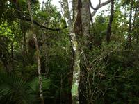 Grosse Australien Rundreise 2013 - Cairns Regenwald Queensland - Kuranda