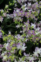 Orchideengarten Singapr