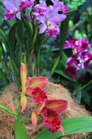 Orchideengarten Singapr