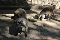 Featherdale Wildlife Park