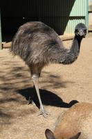 Emu