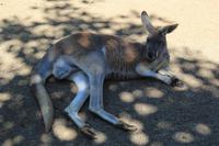 Featherdale Wildlife Park