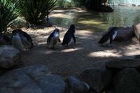 Pinguine