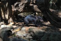 der tasmanische Teufel