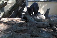 der tasmanische Teufel