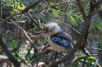 Kookaburra
