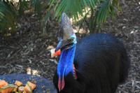 Featherdale Wildlife Park