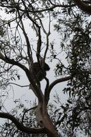 frei lebende Koalas in Kennett River