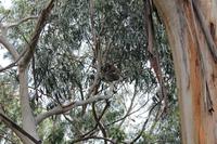 frei lebende Koalas in Kennett River