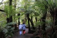 Regenwaldspaziergang im Great Otway Nationalpark