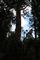 Regenwaldspaziergang im Great Otway Nationalpark